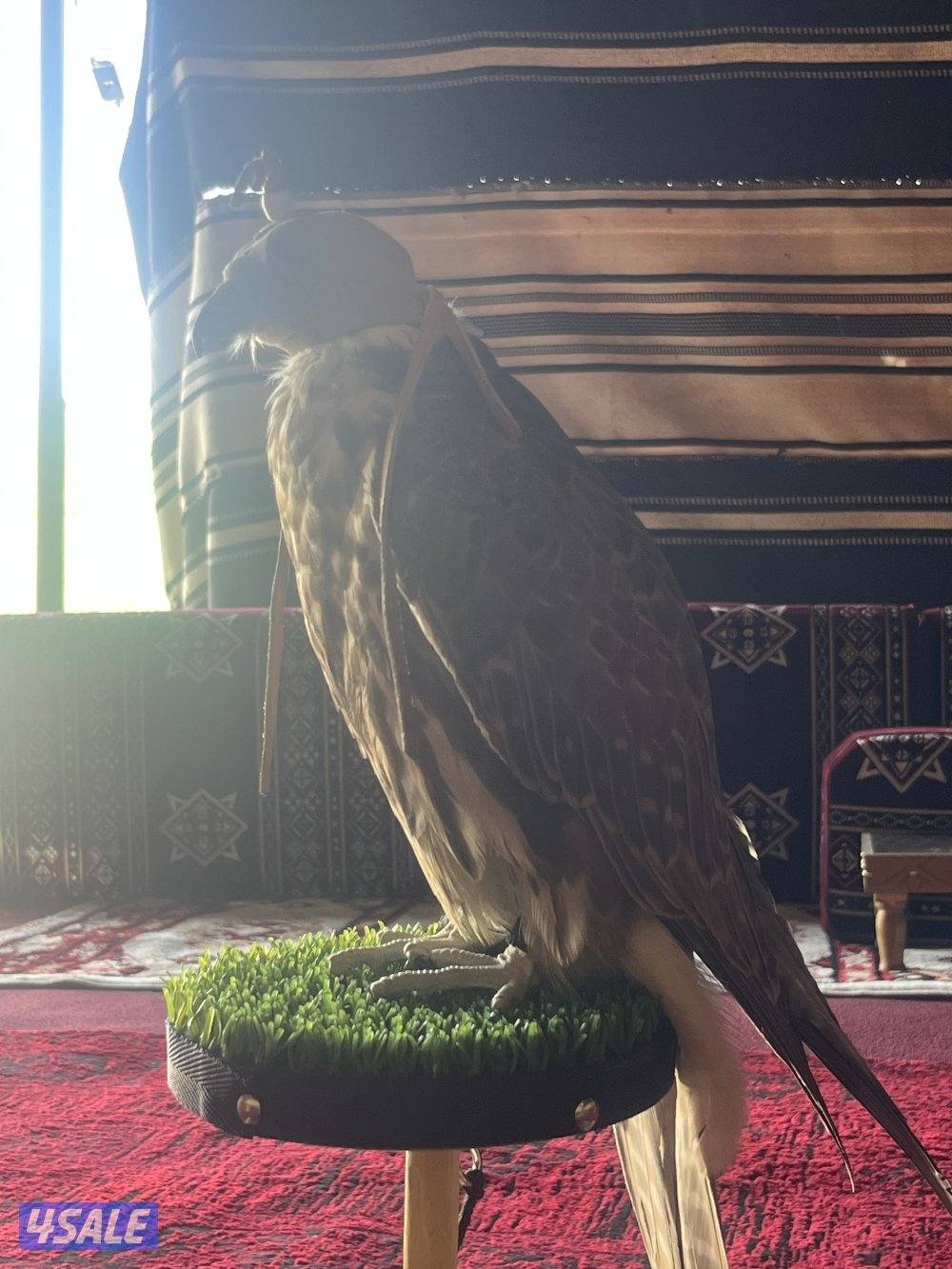 بيعه سريعه0