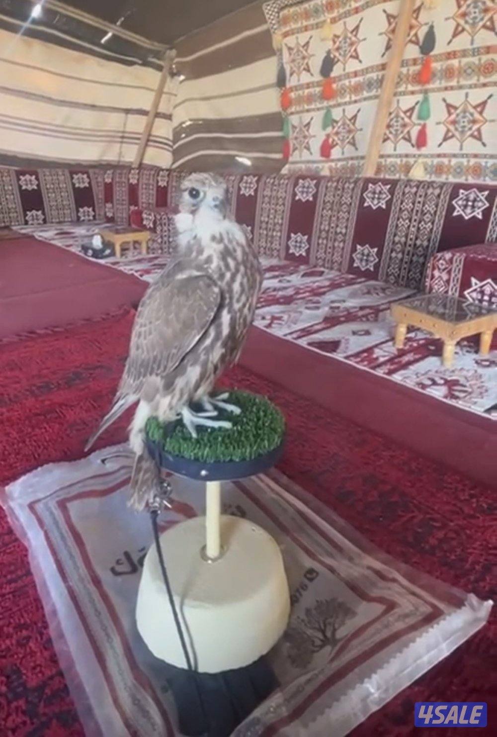 بيعه سريعه1