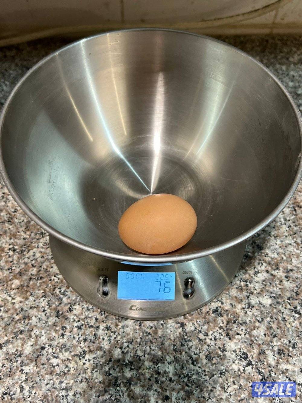 فروخ دجاج لوهمان الألماني بيور4