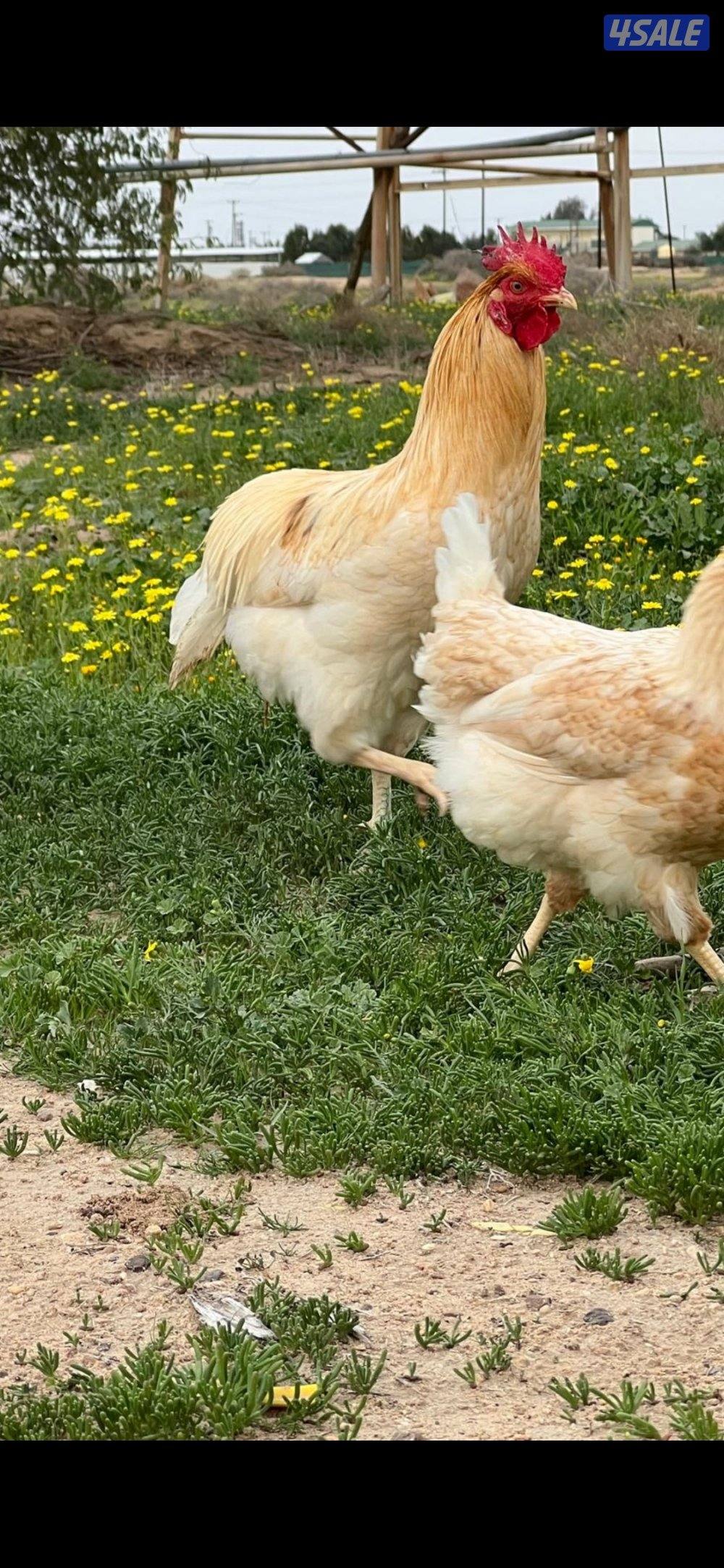 فروخ دجاج لوهمان الألماني بيور5