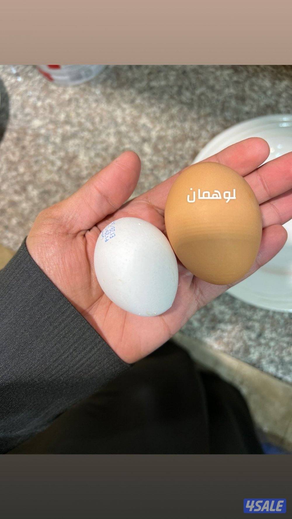 فروخ دجاج لوهمان الألماني بيور6