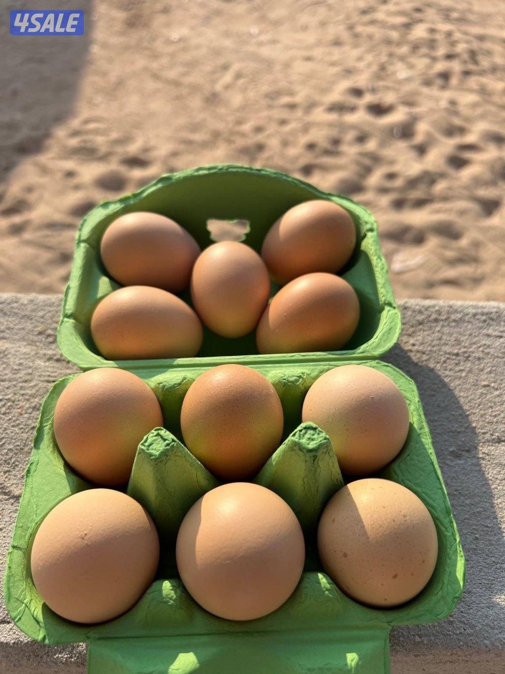 فروخ دجاج لوهمان الألماني بيور8