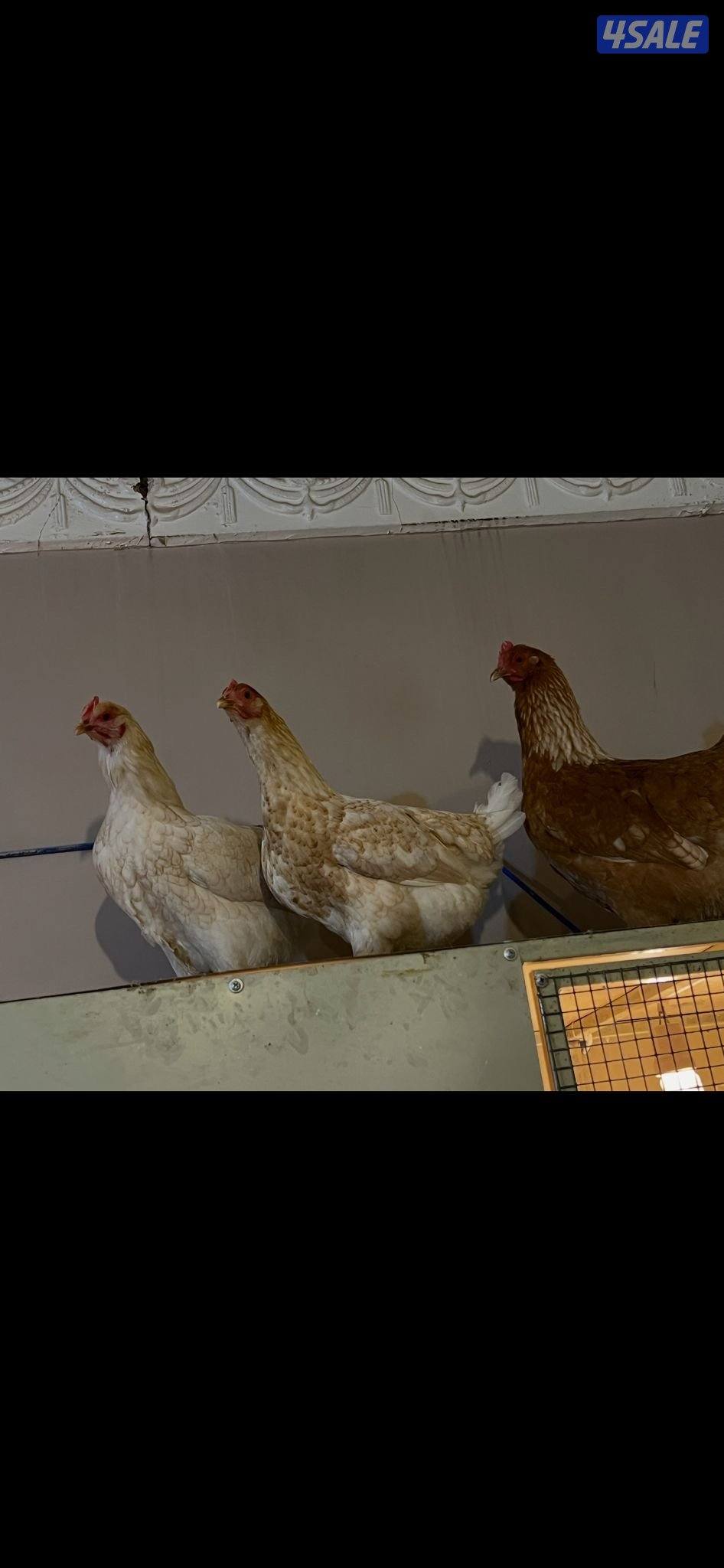 فروخ دجاج لوهمان الألماني بيور10