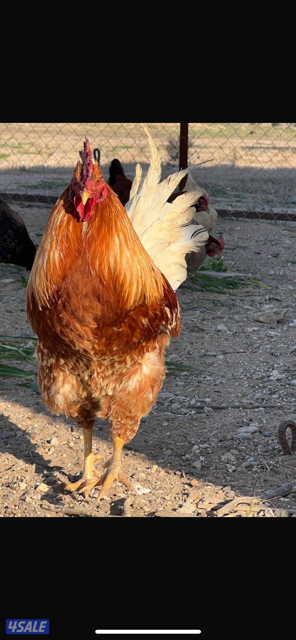 فروخ دجاج لوهمان الألماني بيور11