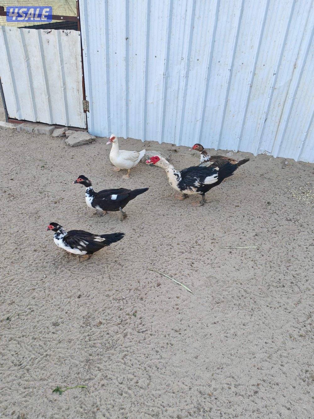 بط مصري مسكوفي1