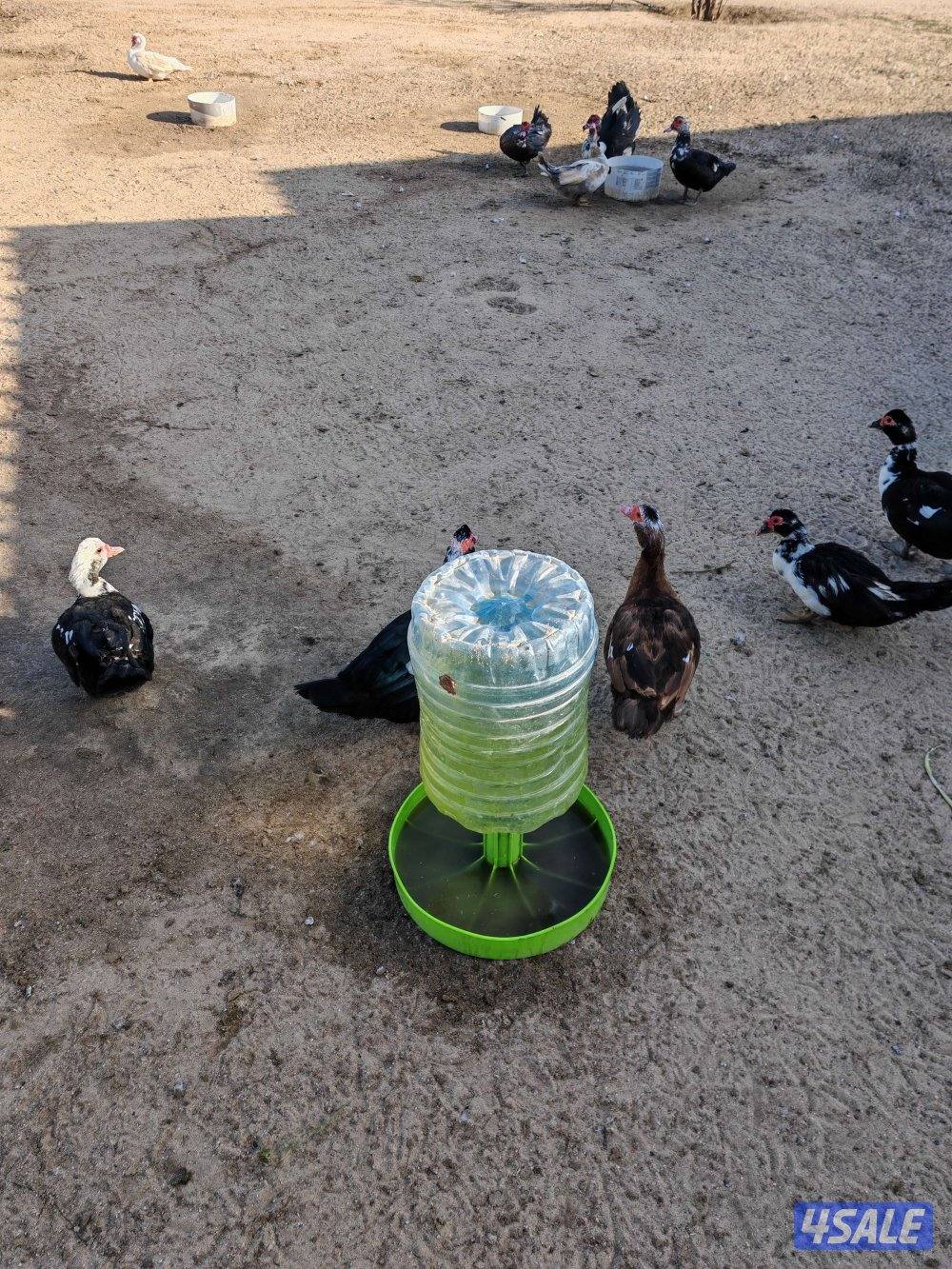 بط مصري مسكوفي2