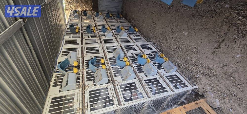 للبيع  ٦ خانة ام ١٠1