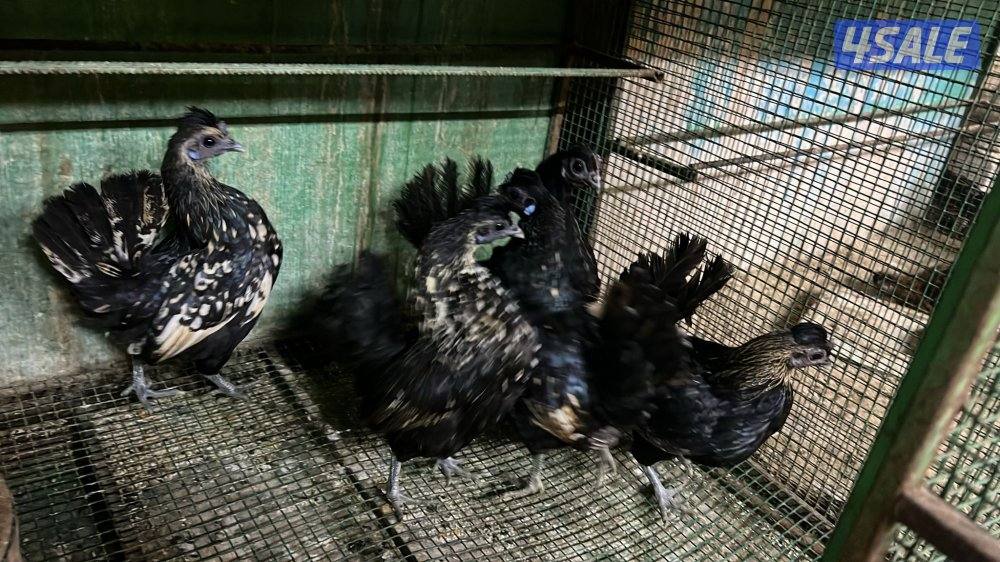 دجاج مميز بياضين0