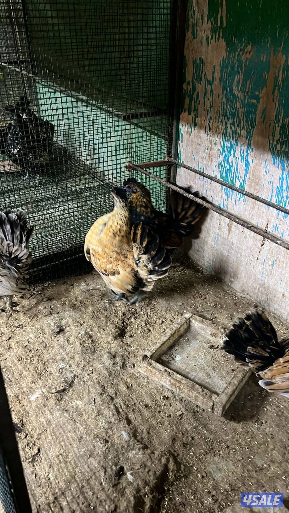 دجاج مميز بياضين3