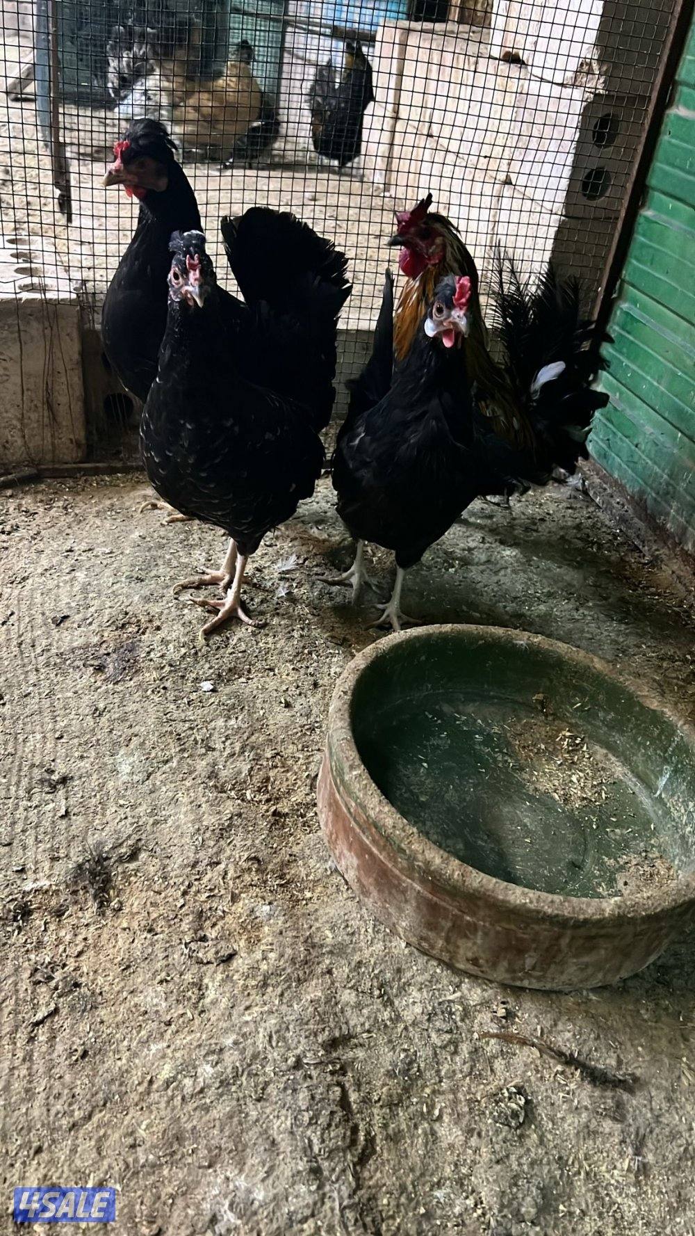 دجاج مميز بياضين4