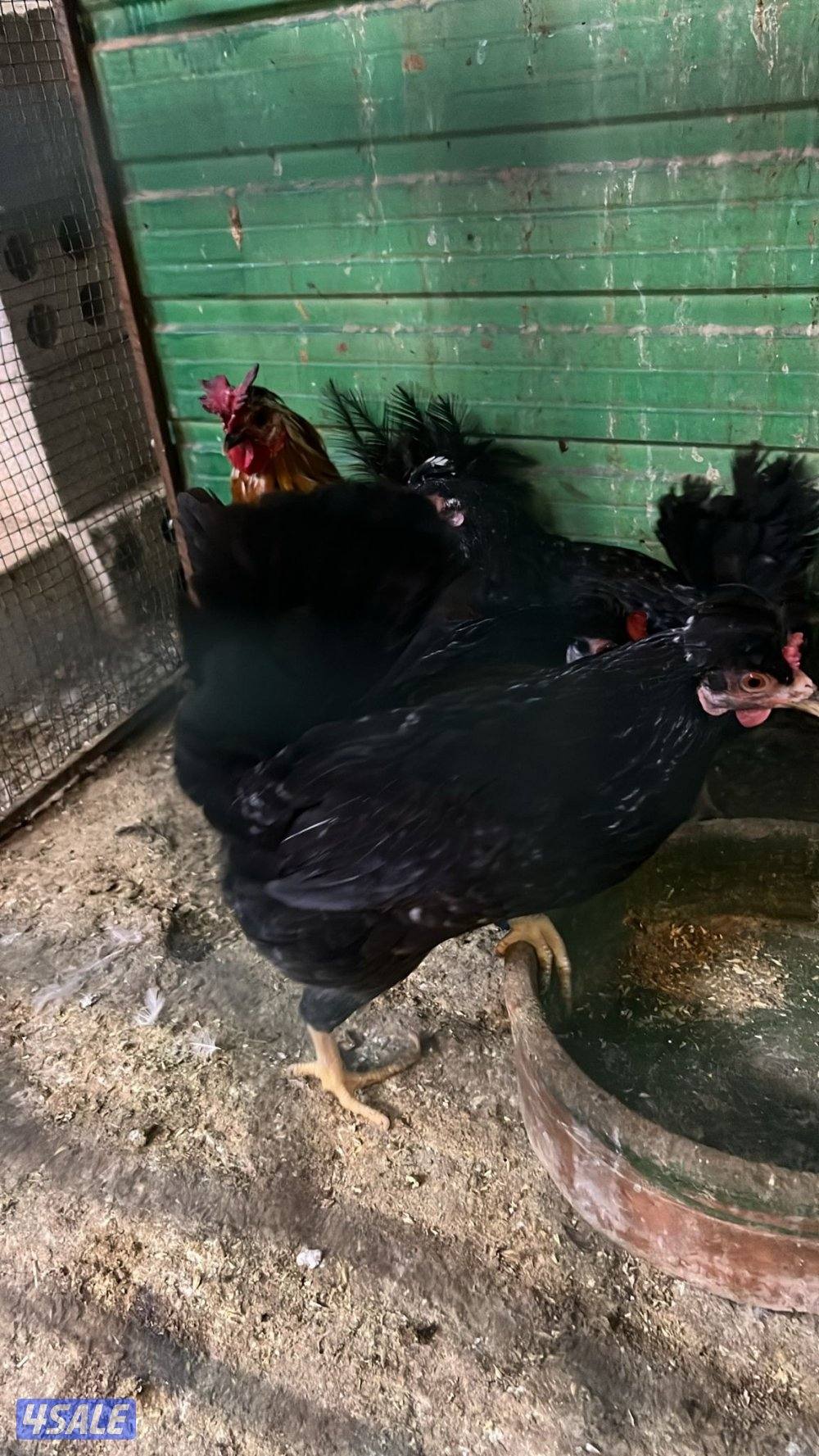 دجاج مميز بياضين5