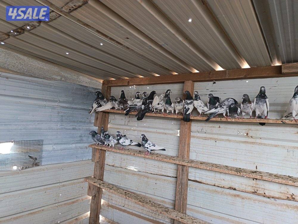 حمام بكستاني0