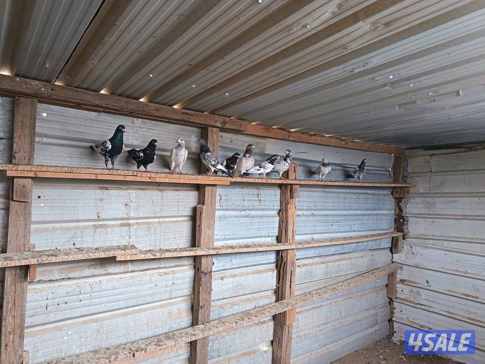 حمام بكستاني3