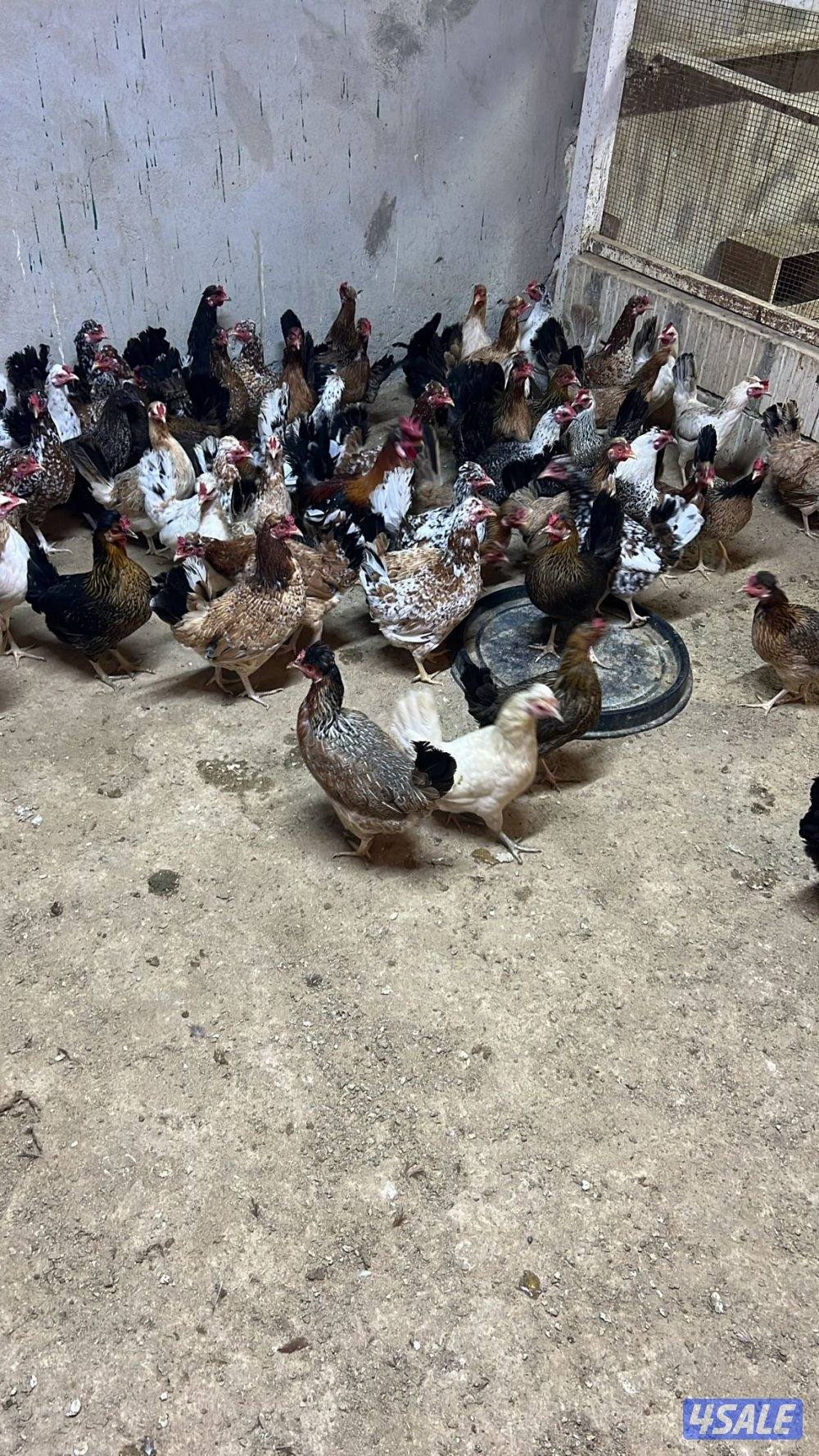 دجاج عربي بياض شي طيب0