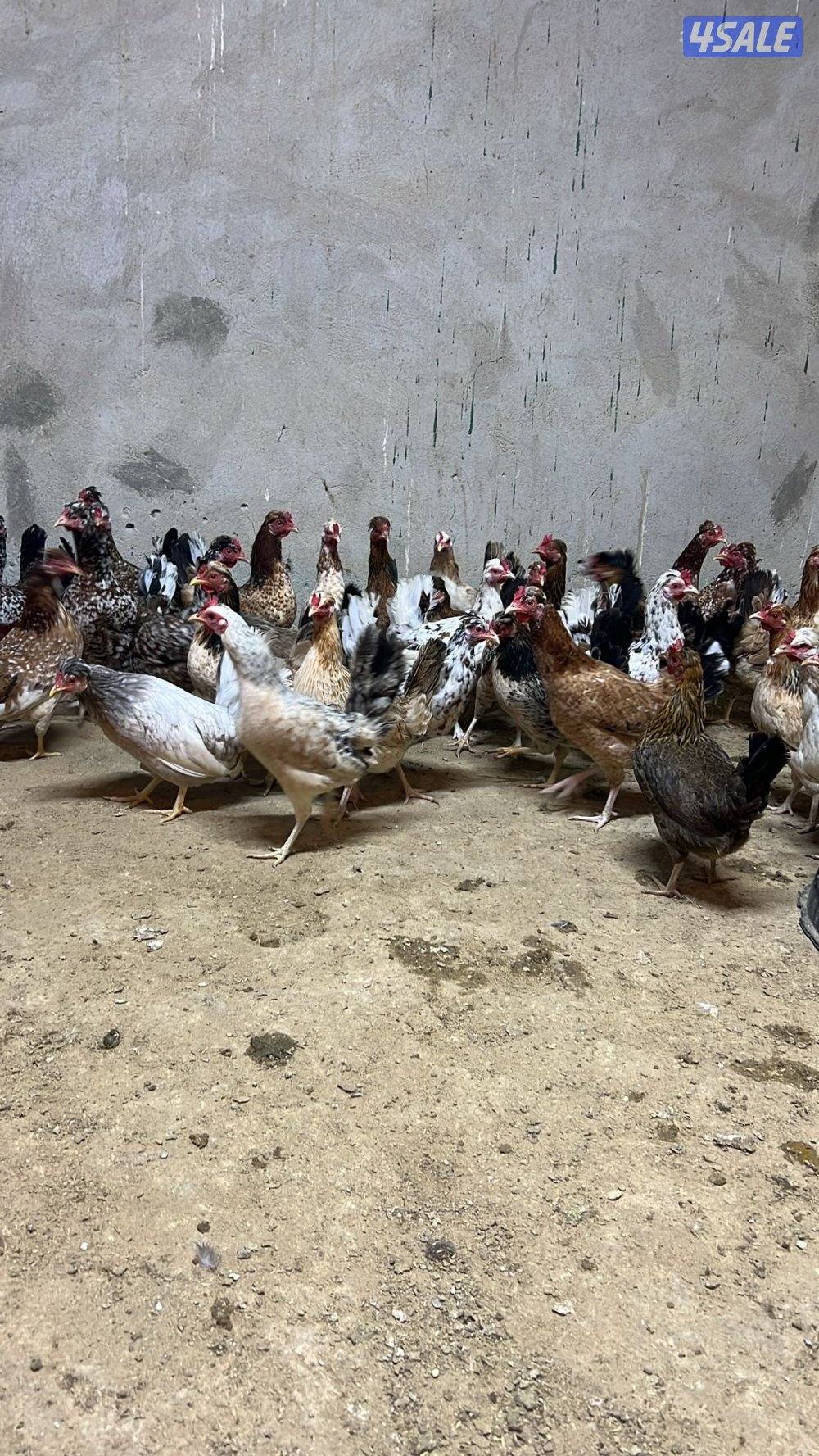 دجاج عربي بياض شي طيب1