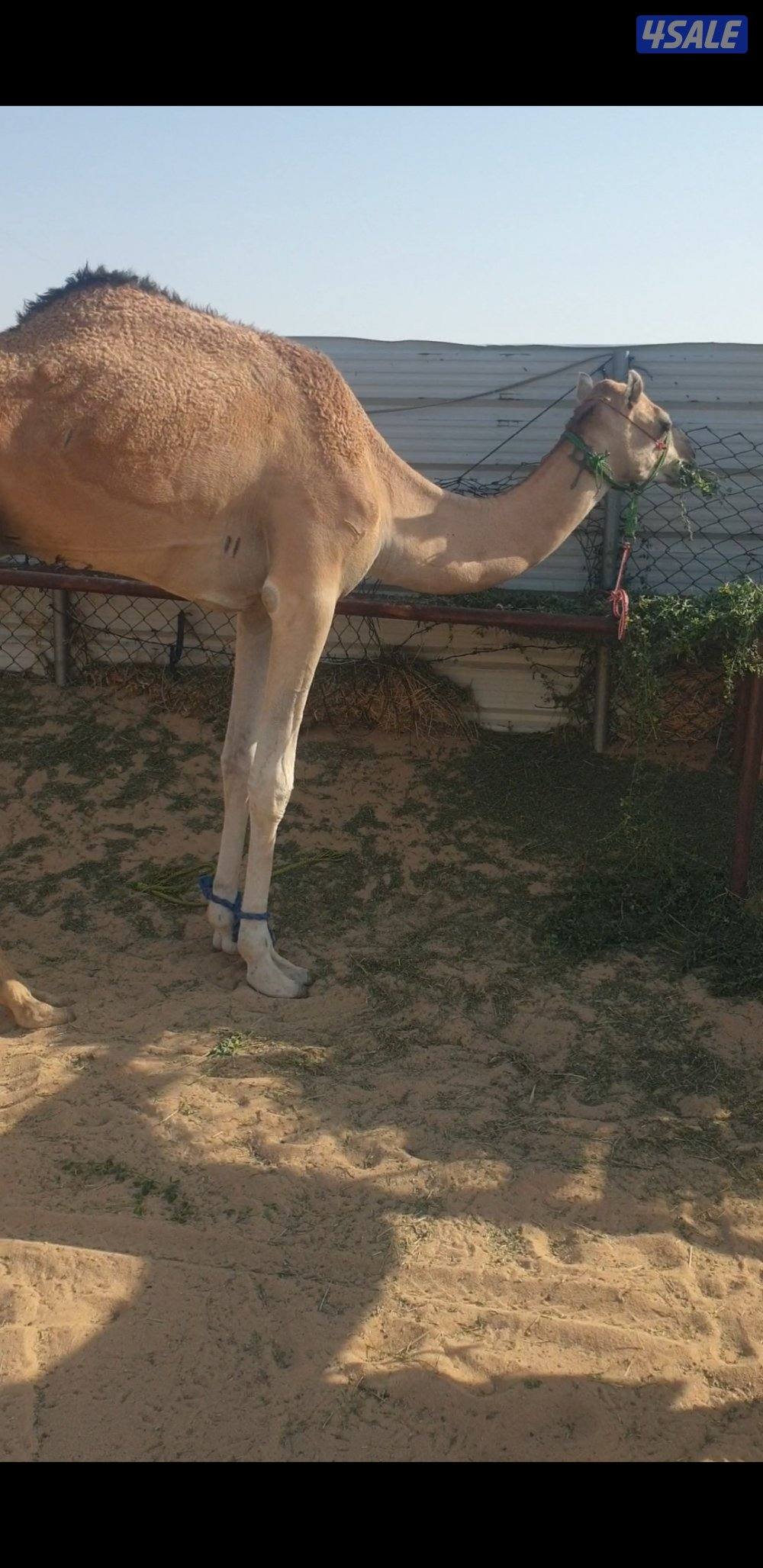 قعدان هجن مشرحة0