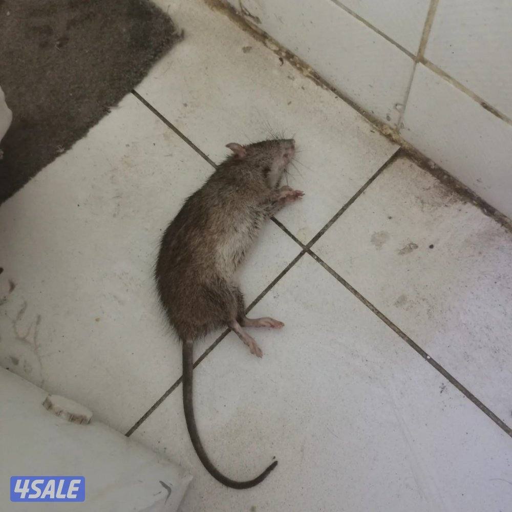 مكافحه الحشرات والقوارض1