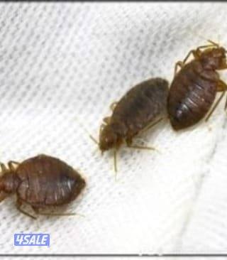 مكافحه الحشرات والقوارض0