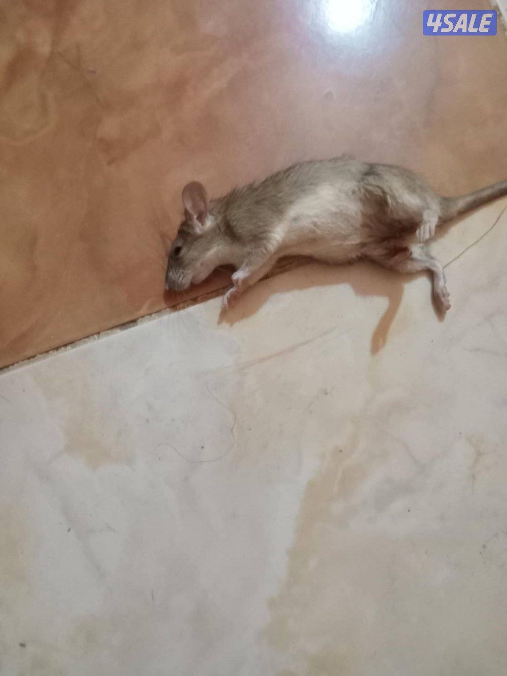 مكافحه الحشرات والقوارض2