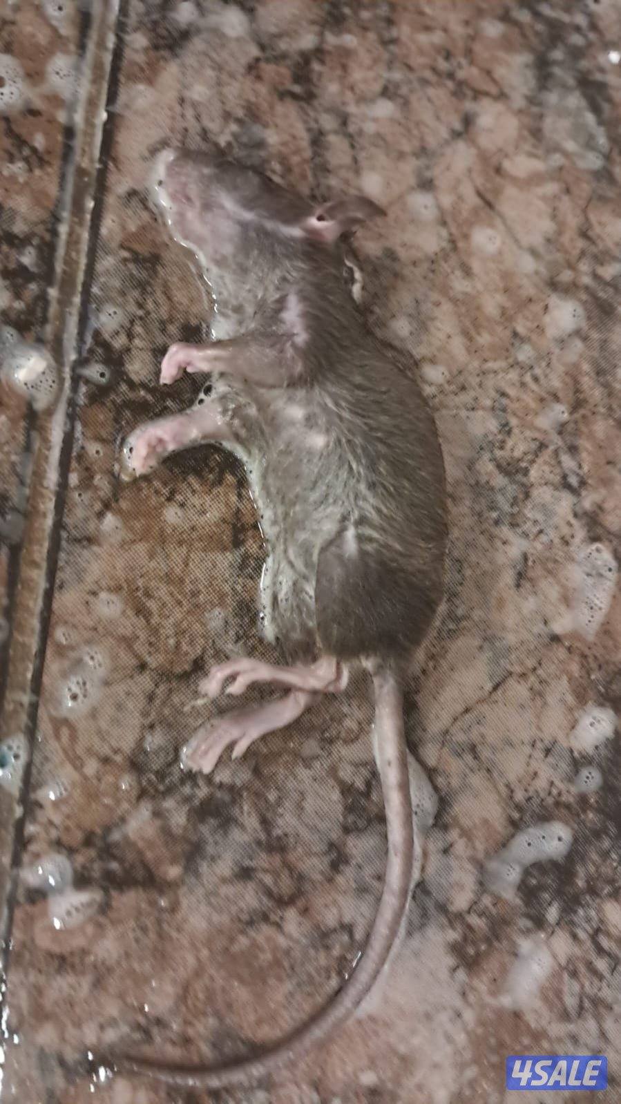 مكافحه الحشرات والقوارض5