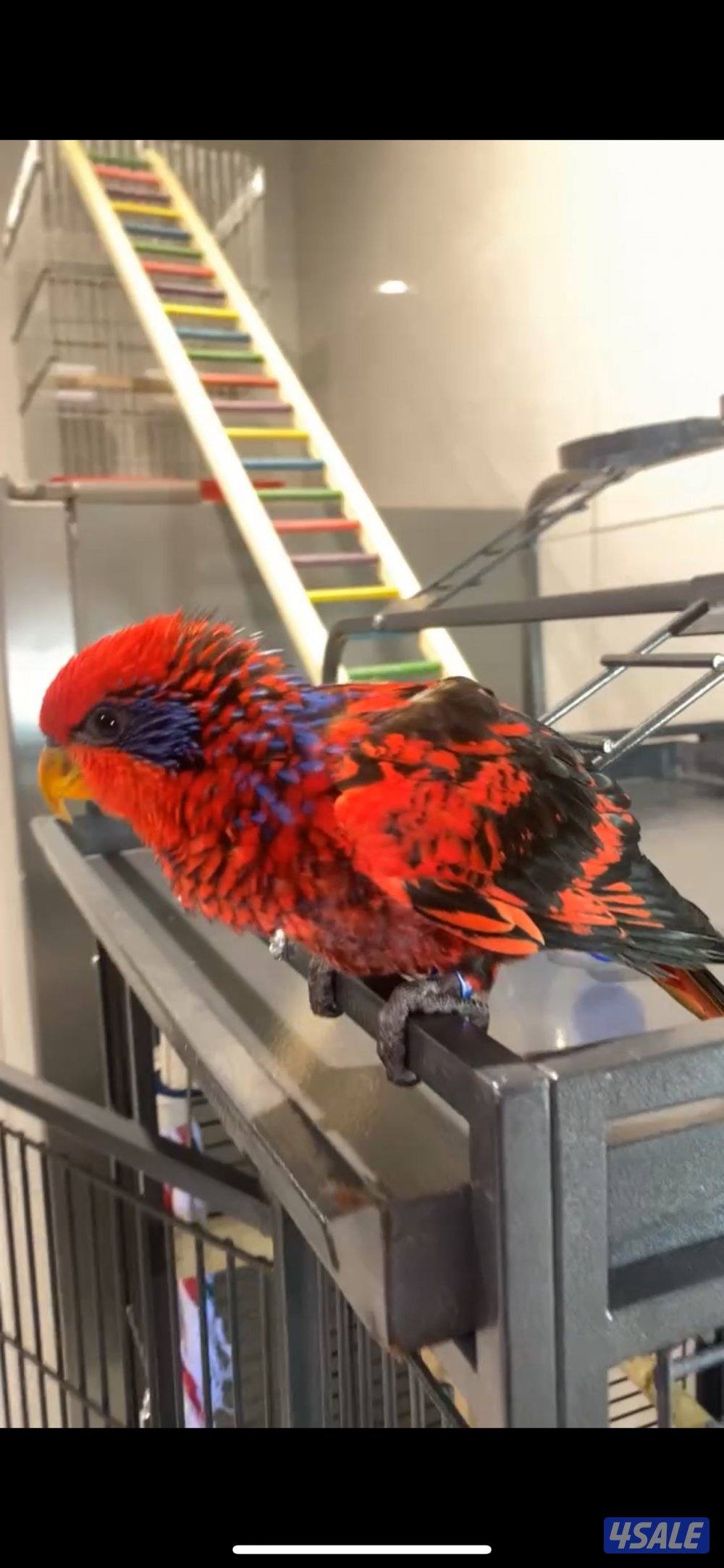 من النوادر رد ستريك لوري فرخ0