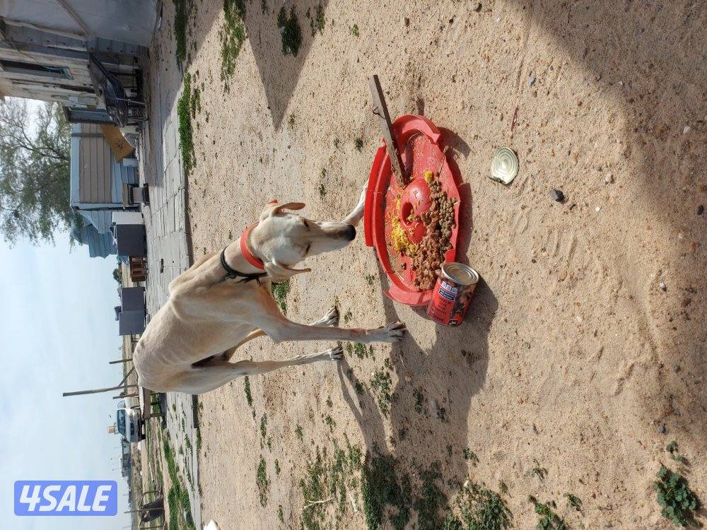 الجهراء كبد خلف شبك الاذاعه. المحميه0