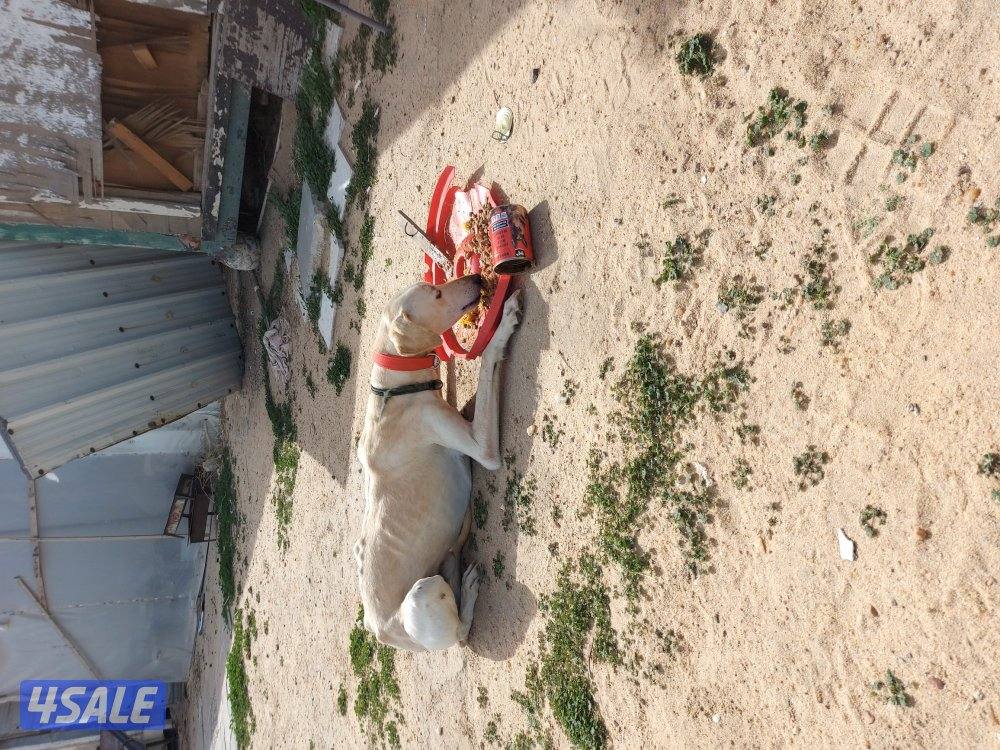 الجهراء كبد خلف شبك الاذاعه. المحميه1