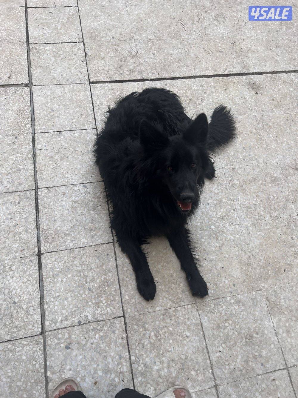 كلب جيرمن بلاك0