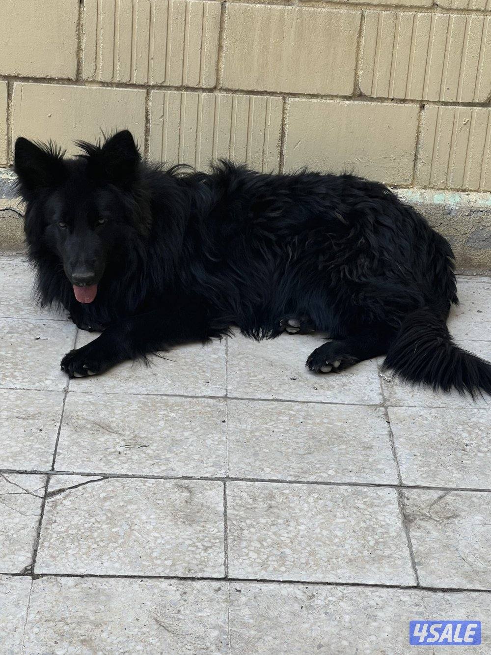 كلب جيرمن بلاك1