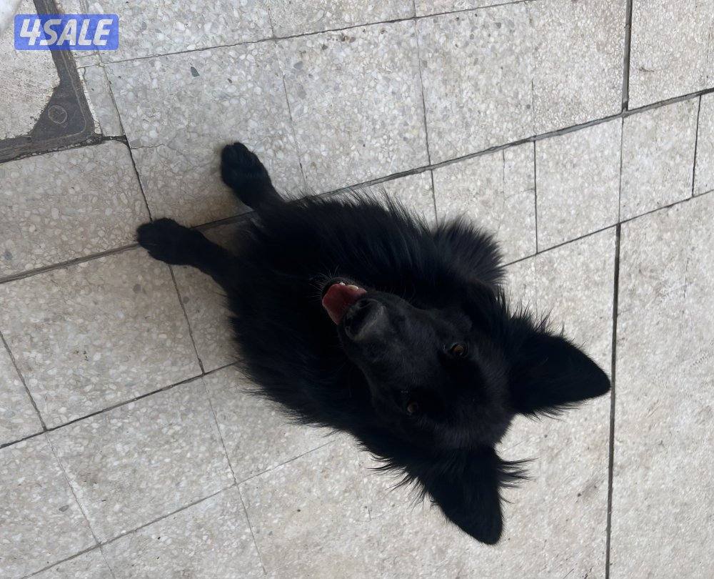 كلب جيرمن بلاك2