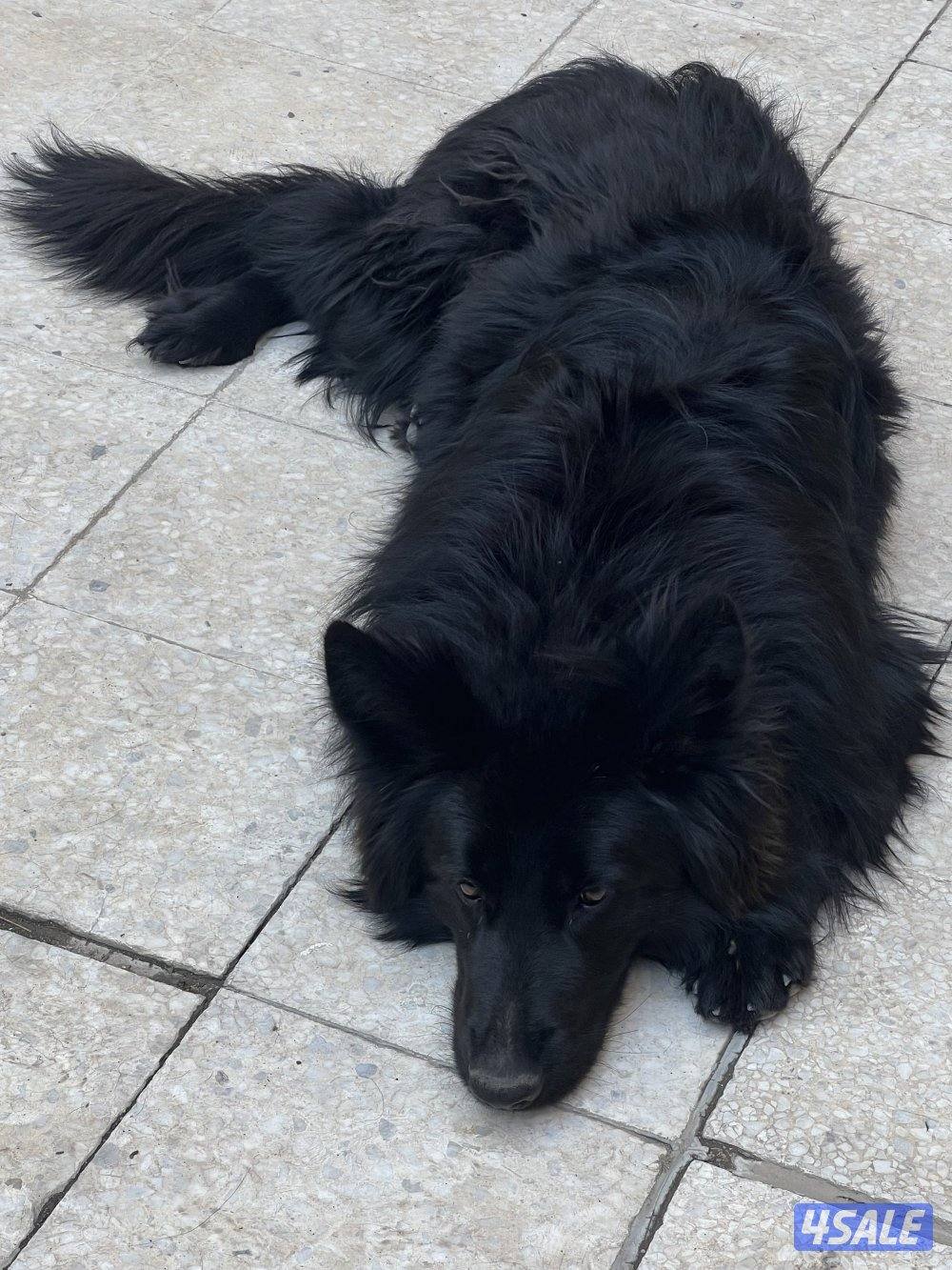 كلب جيرمن بلاك3