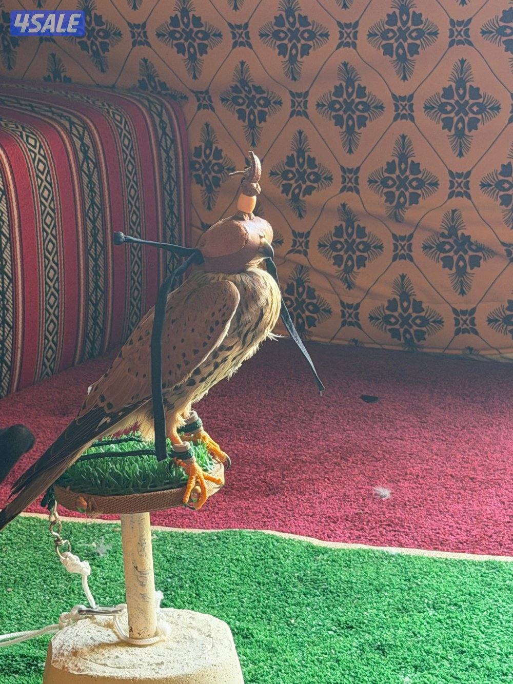 الفيحاء قطعه ٤0