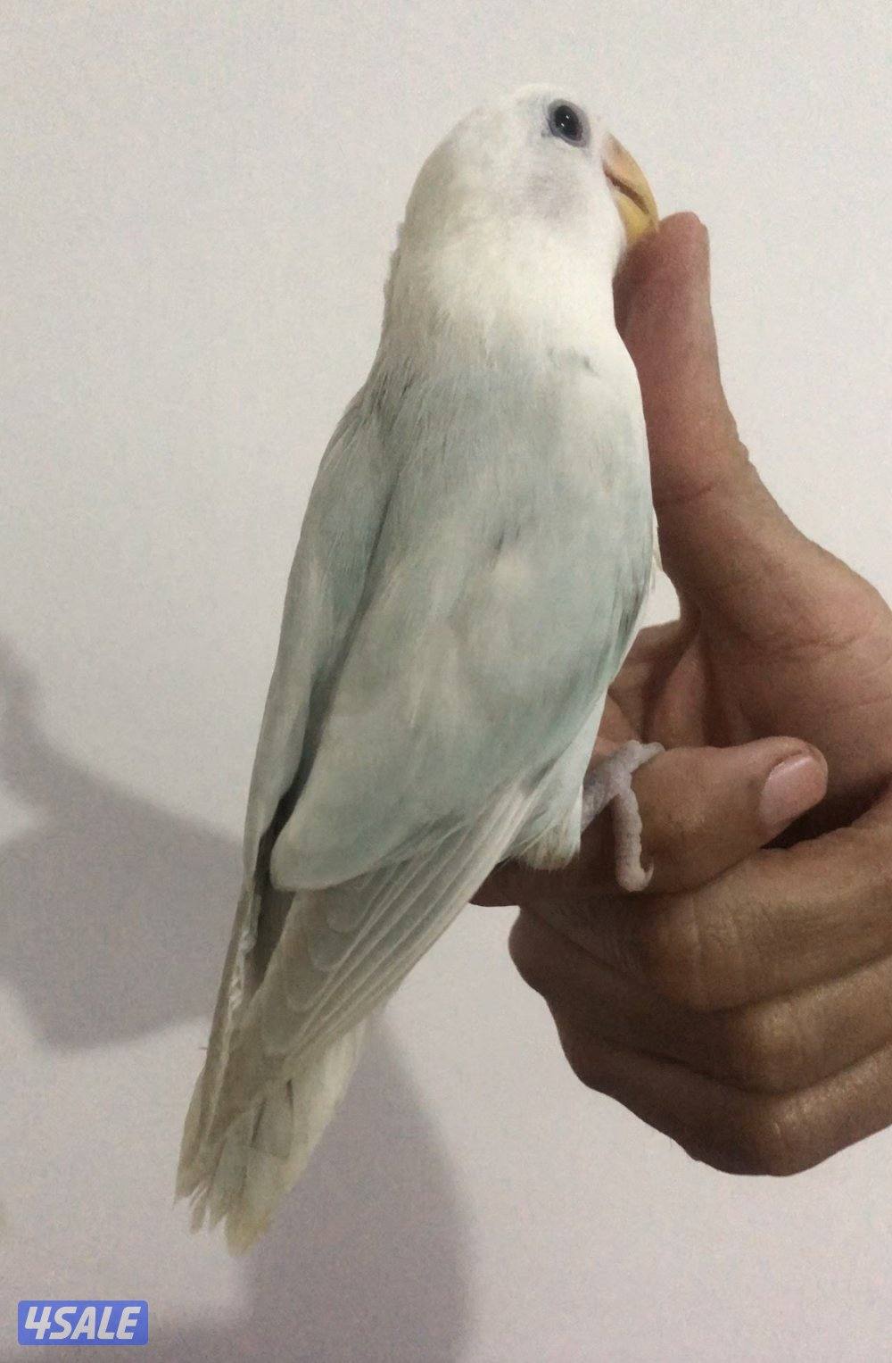 لوفبيرد ربوه قاطع عي0