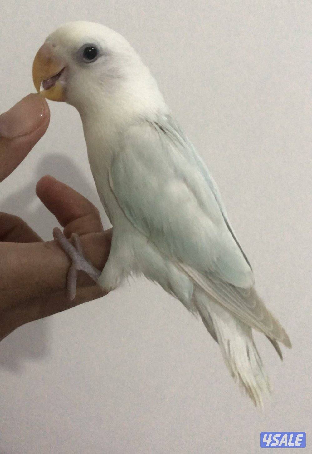 لوفبيرد ربوه قاطع عي1