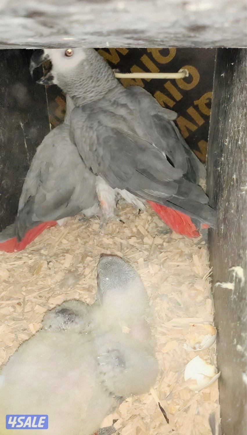 زوج كاسكو البيع مع انتاجه2