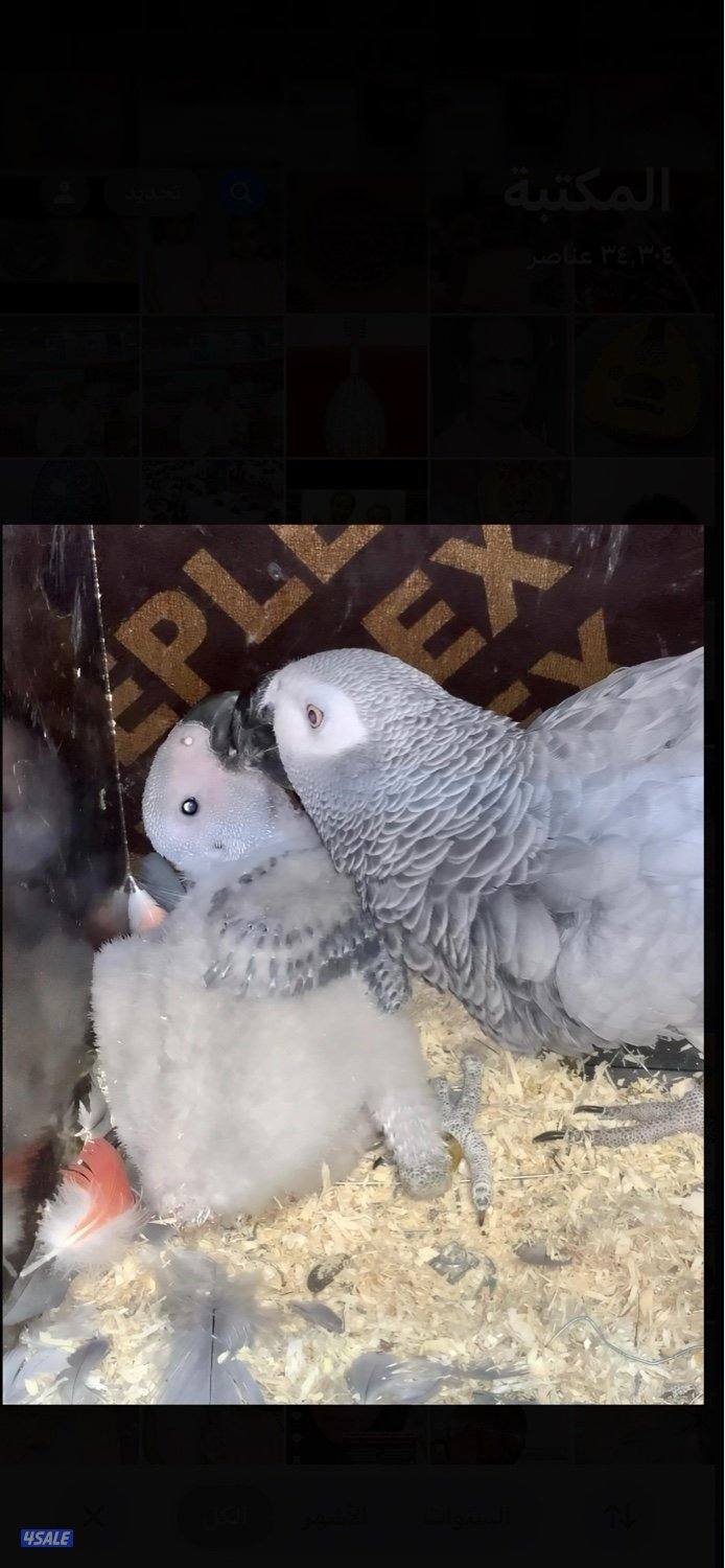 زوج كاسكو البيع مع انتاجه0