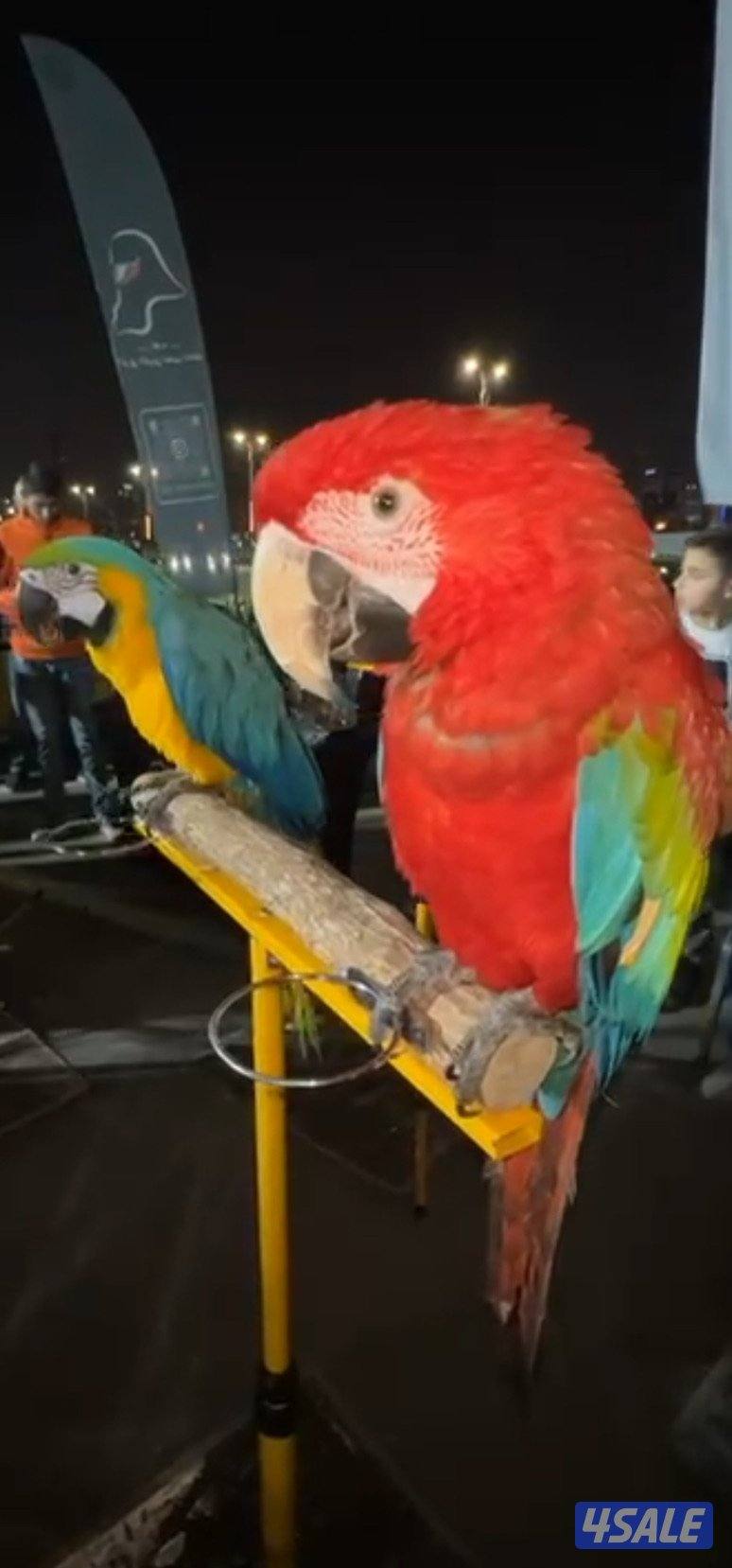 مكاو جرين وينجز0