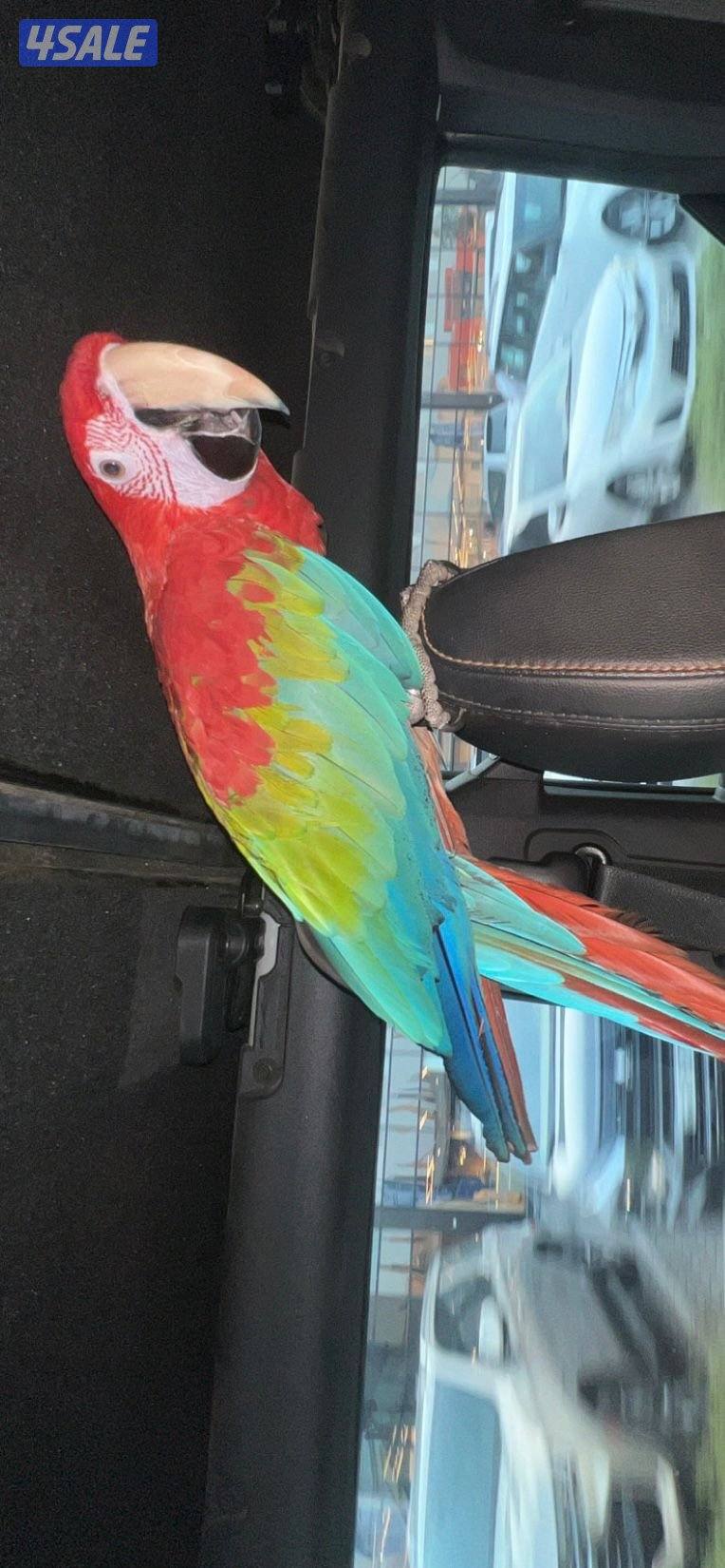 مكاو جرين وينجز1