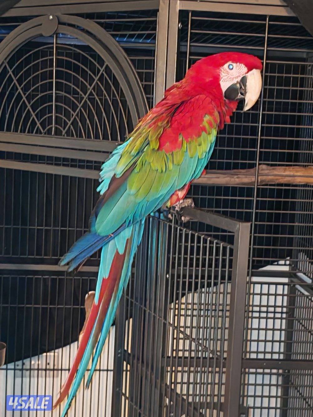 مكاو جرين وينجز2