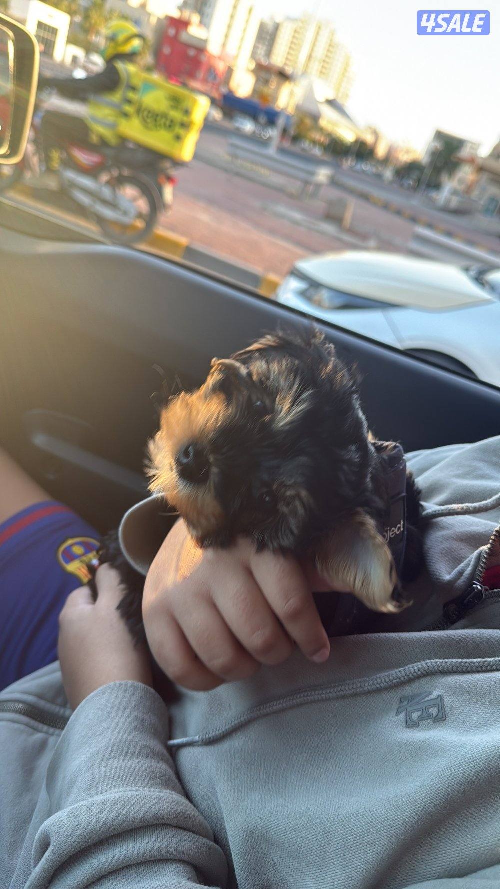 Yorkshire 2 months female0