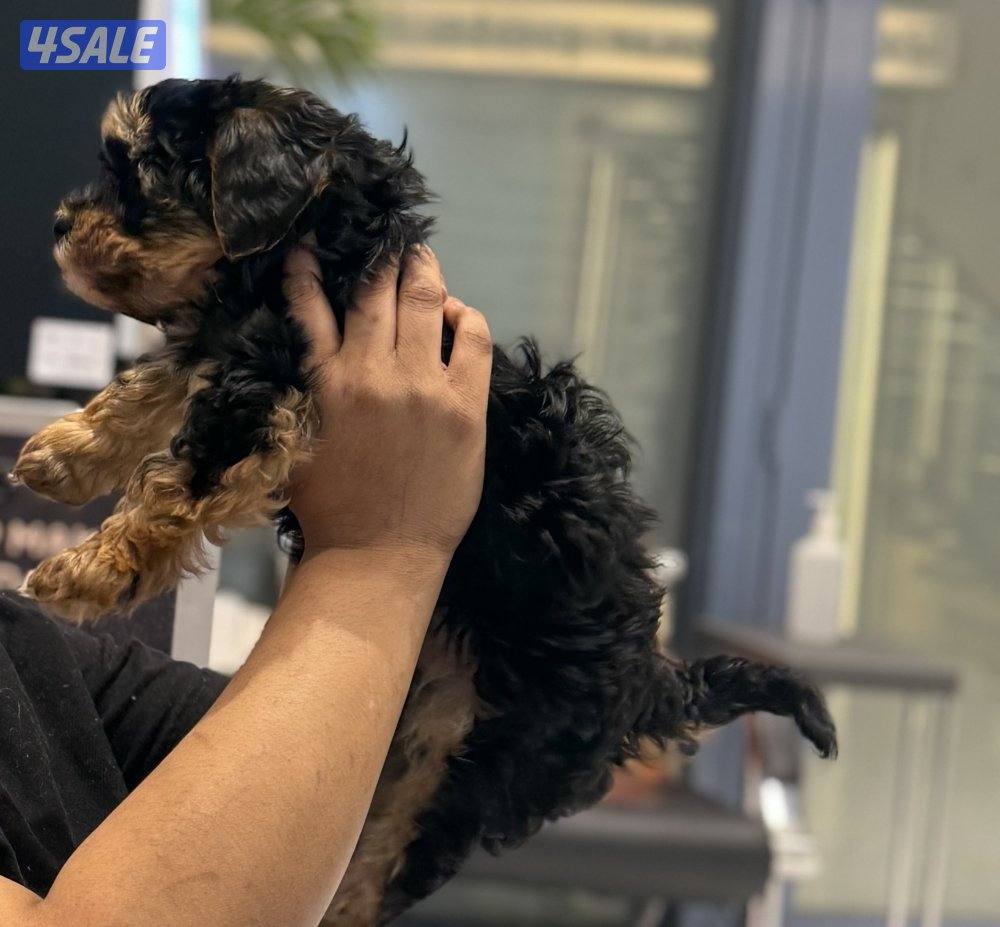 Yorkshire 2 months female1