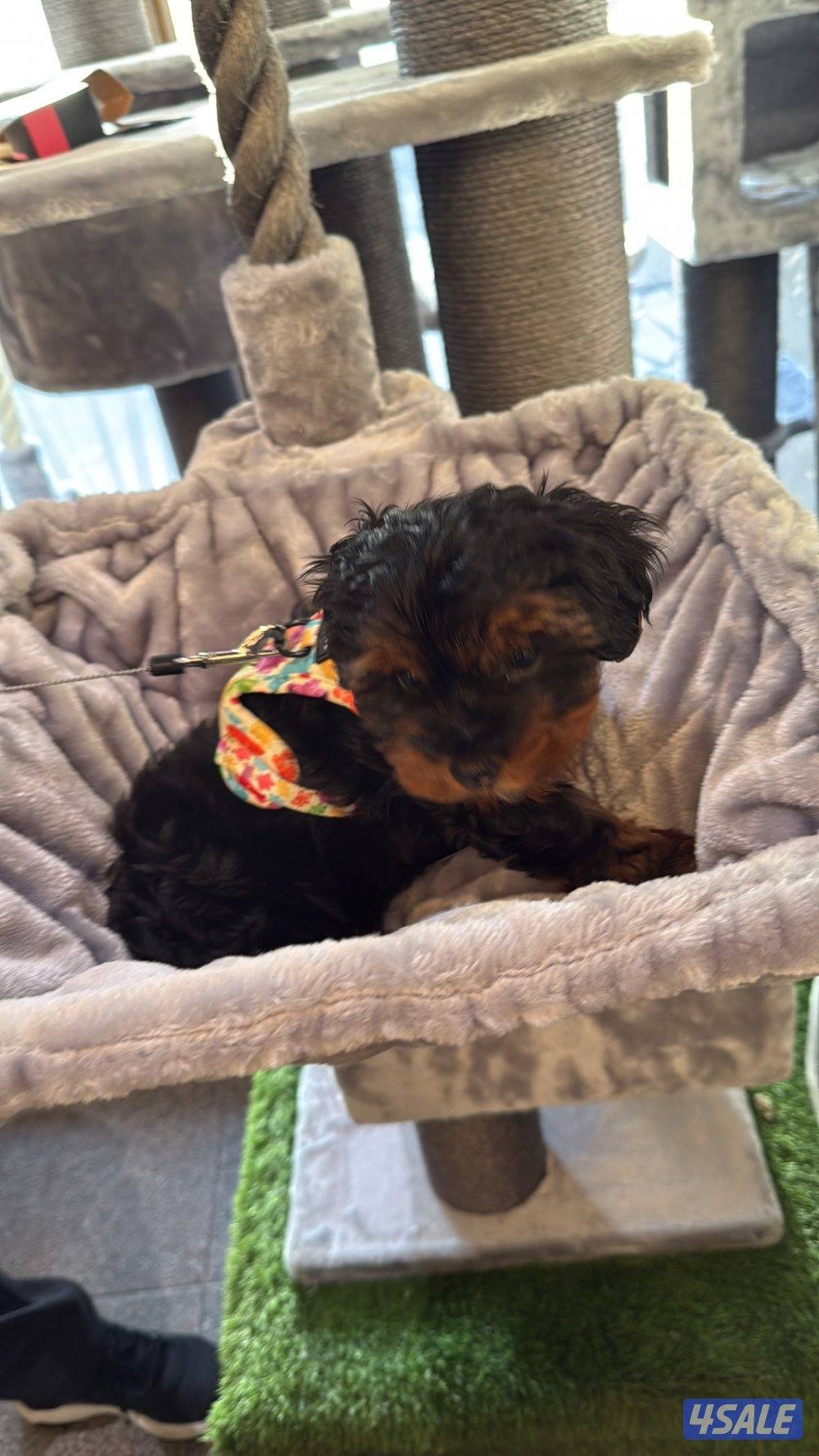 Yorkshire 2 months female2