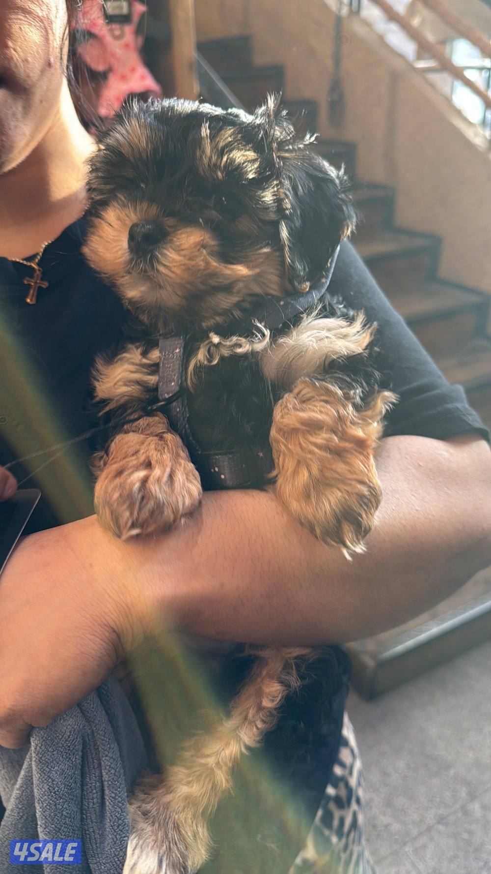 Yorkshire 2 months female3