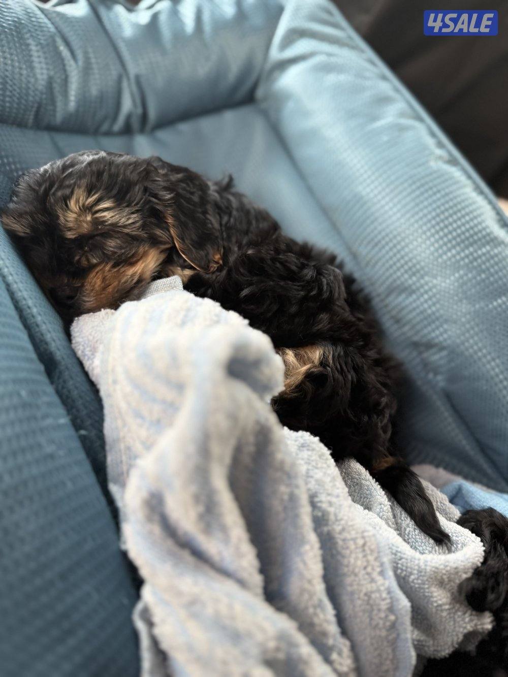 Yorkshire 2 months female4