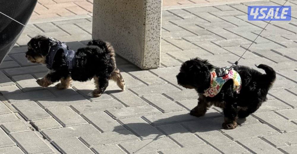 Yorkshire 2 months female5