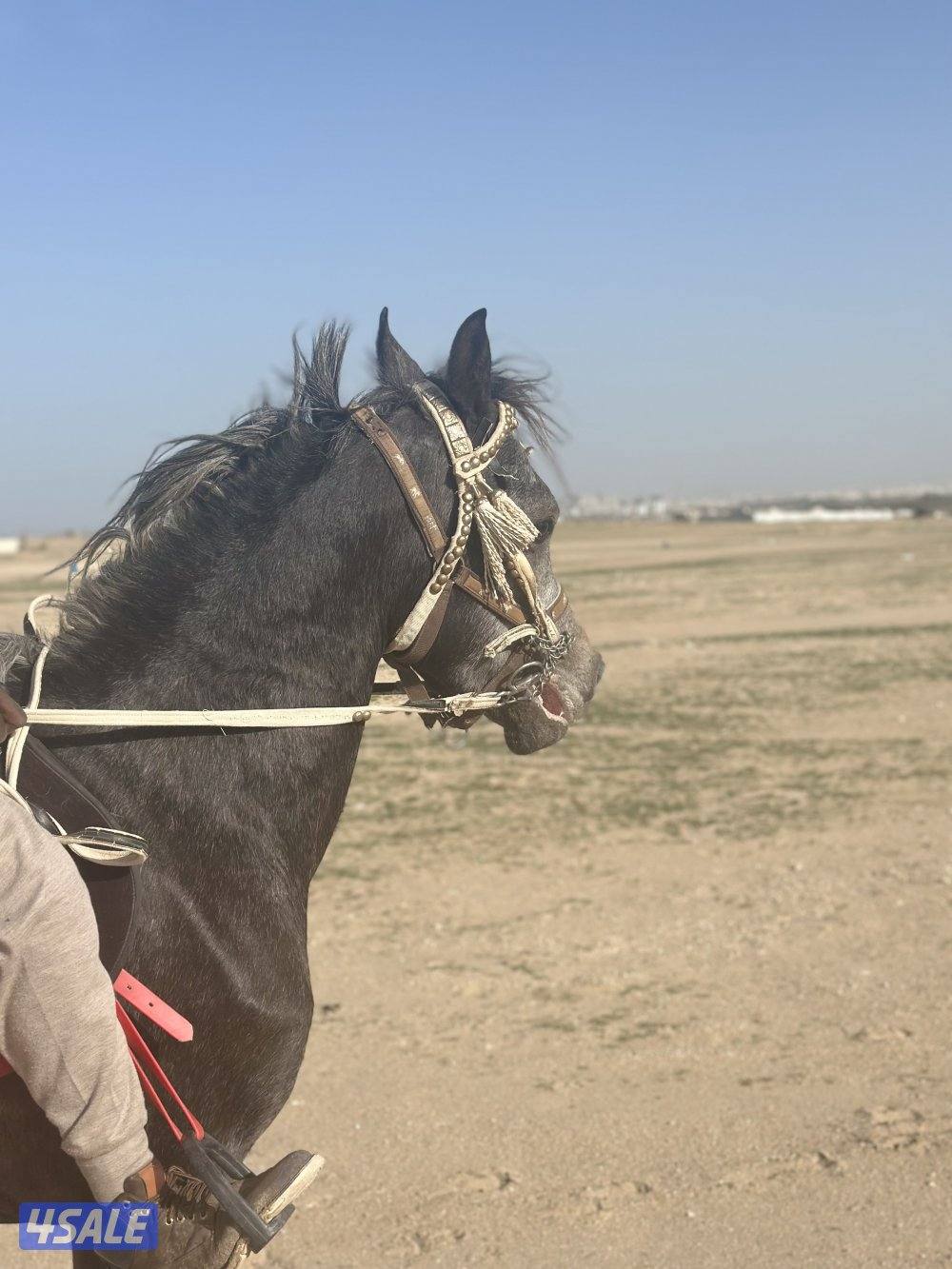 ‏للبيع حصان مكس خياله0