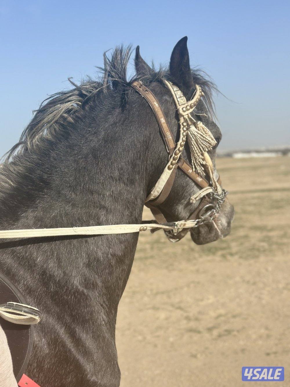 ‏للبيع حصان مكس خياله1