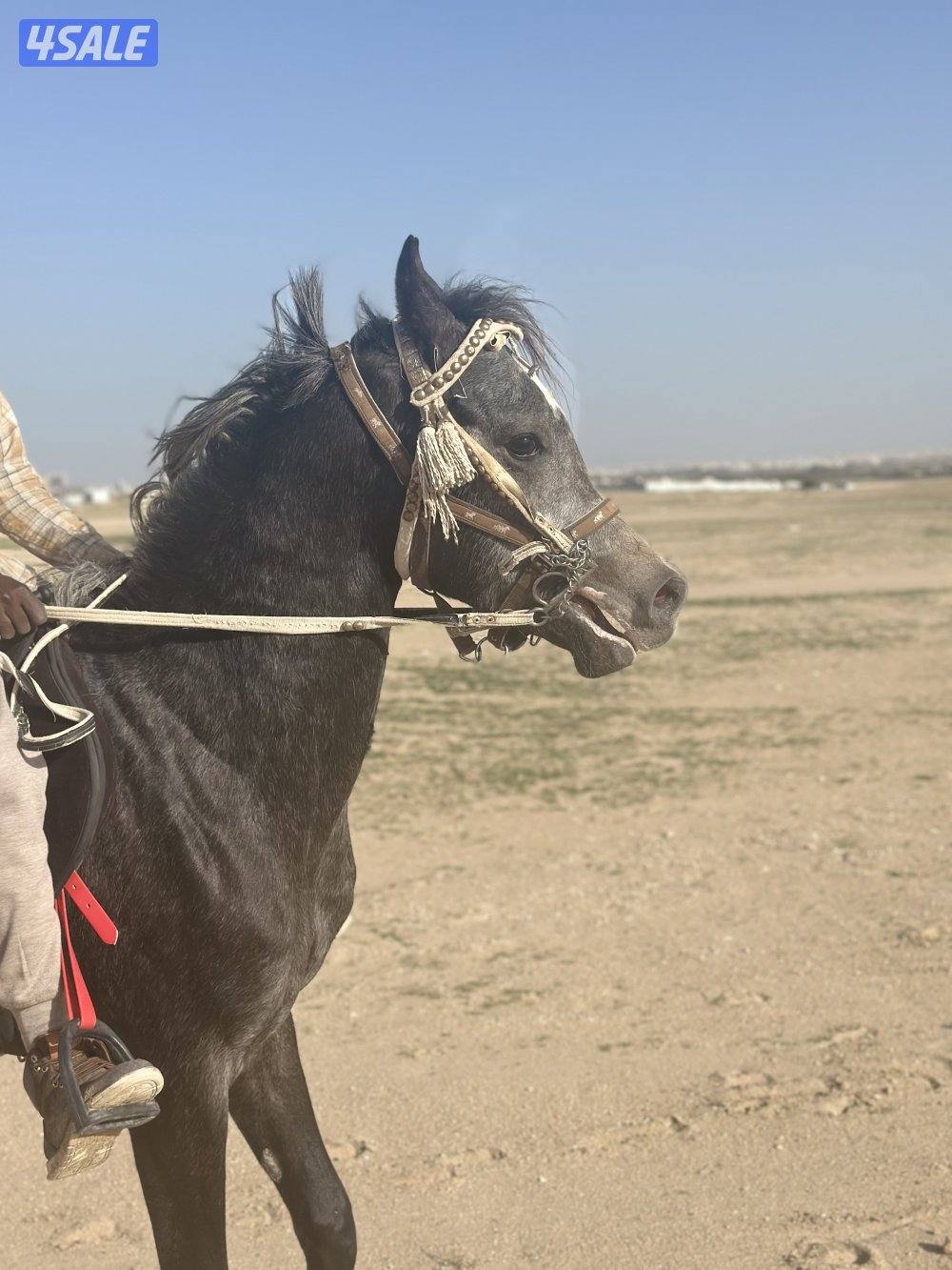 ‏للبيع حصان مكس خياله2
