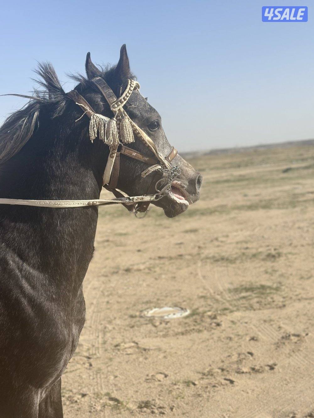 ‏للبيع حصان مكس خياله3