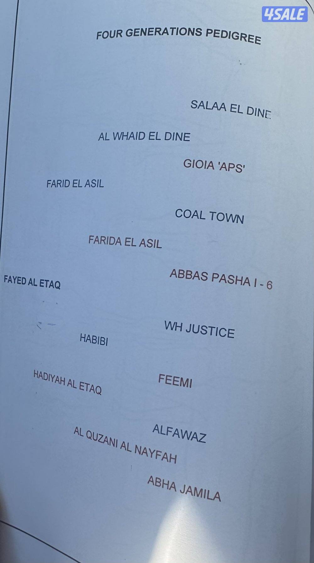 ‏للبيع حصان مكس خياله5